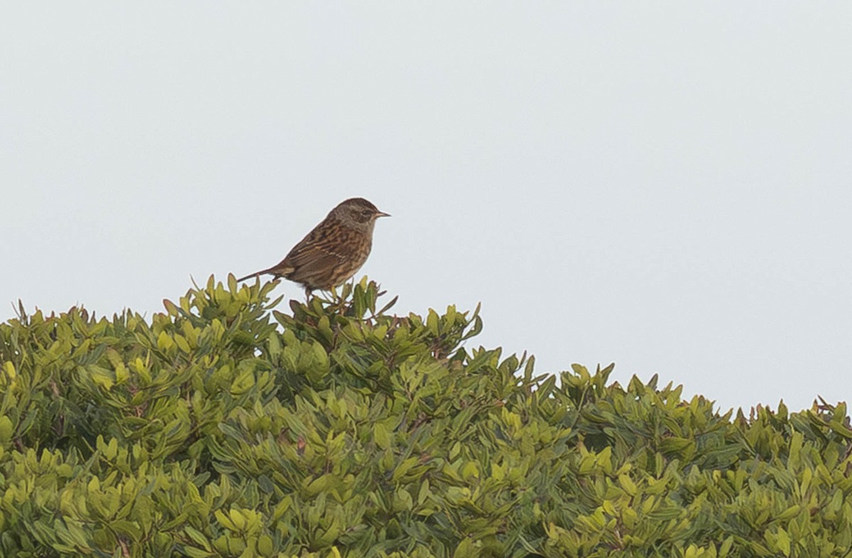 Dunnock - ML645286644