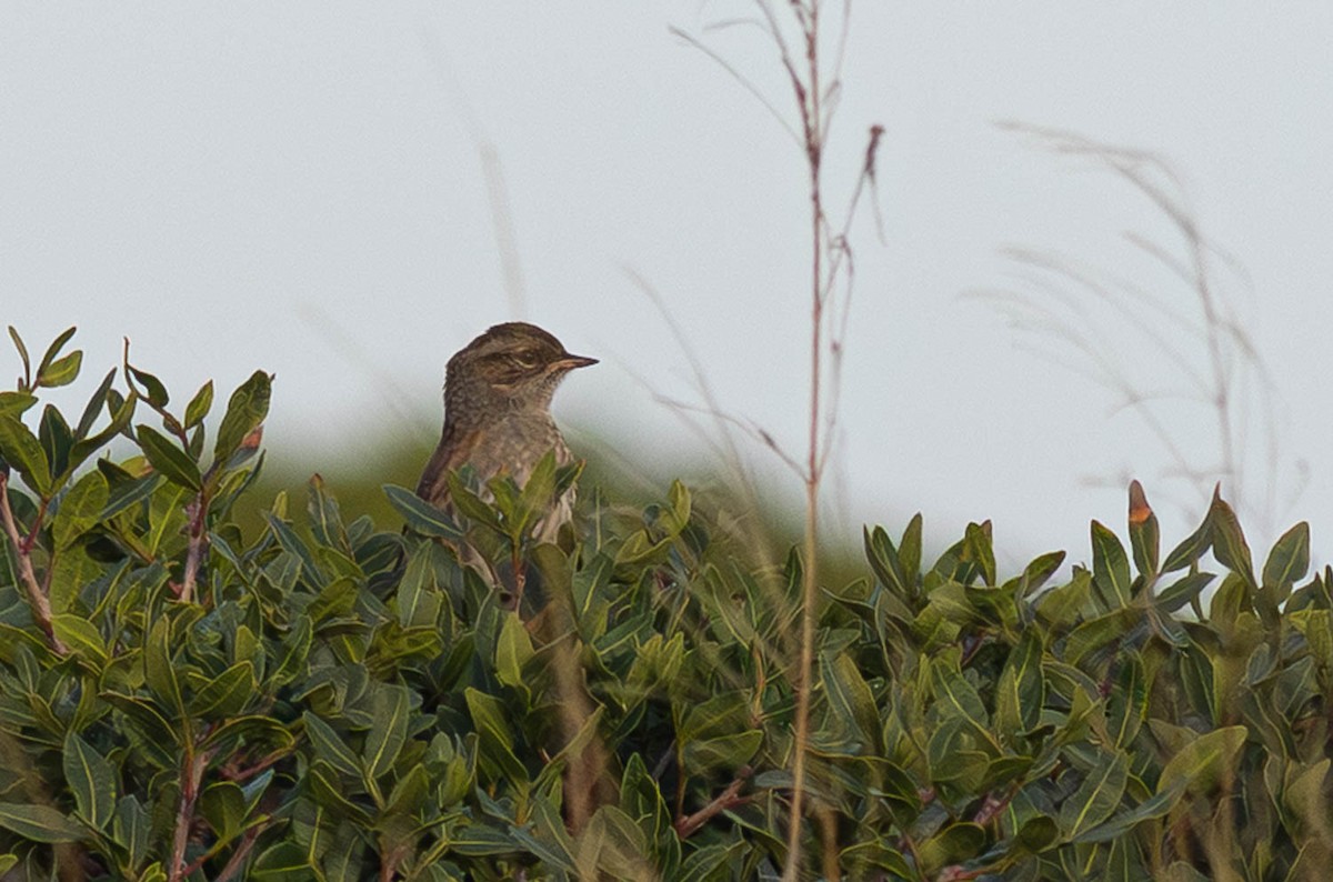 Dunnock - ML645286645
