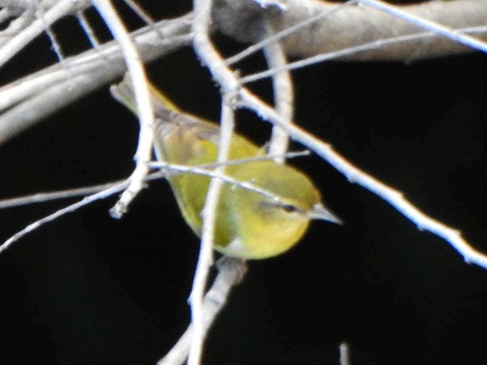 Northern Yellow Warbler - ML645286646