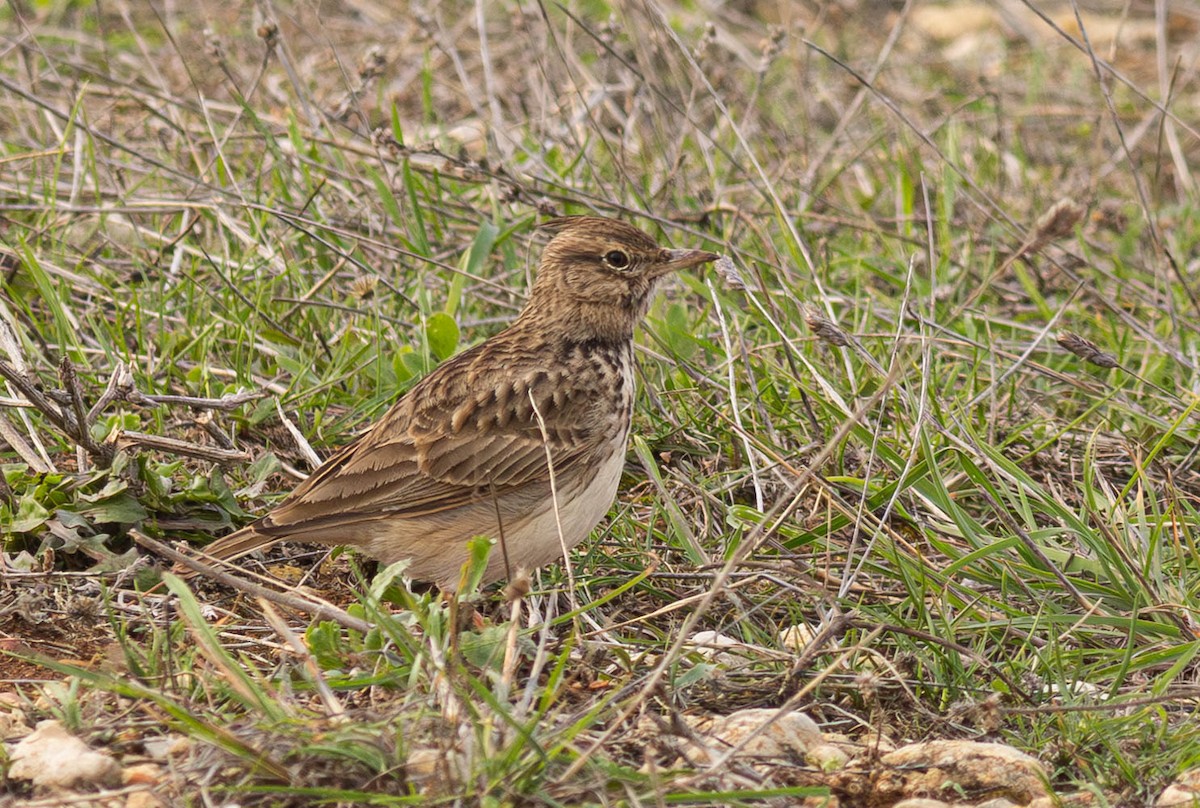 Crested Lark - ML645286653