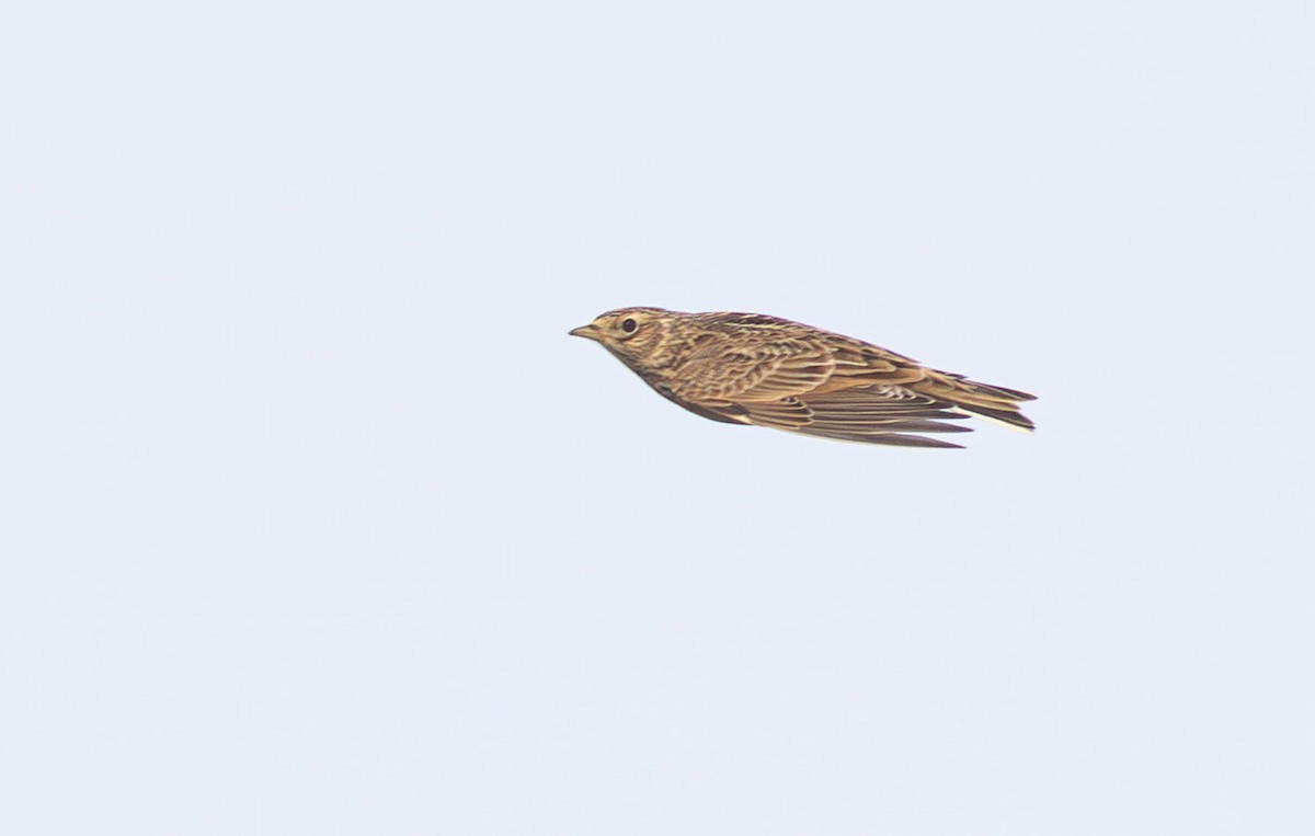 Eurasian Skylark - ML645286656