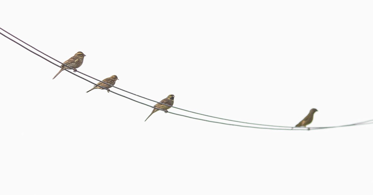 Cirl Bunting - ML645286666