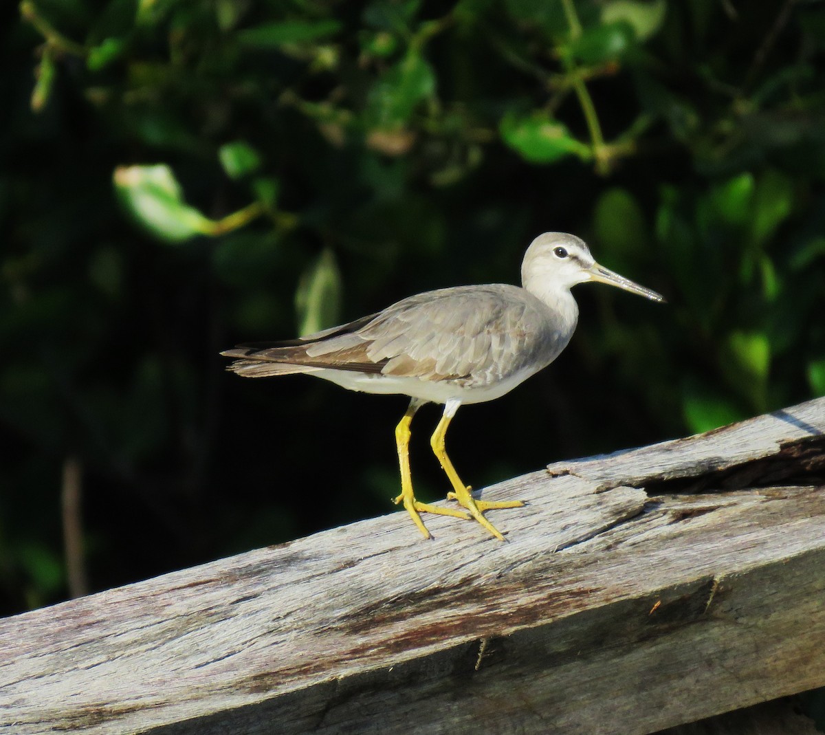 Gray-tailed Tattler - ML645286672