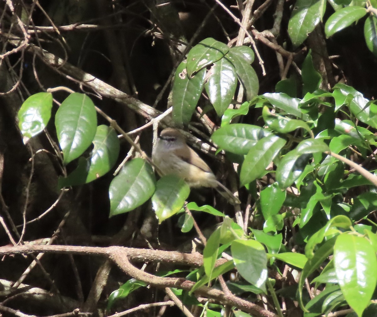 Brown Gerygone - ML645286675
