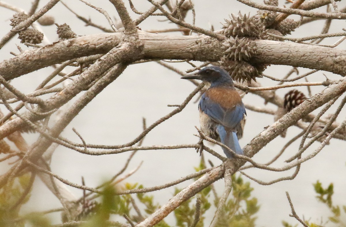 Adalı Çalı Kargası - ML645286677