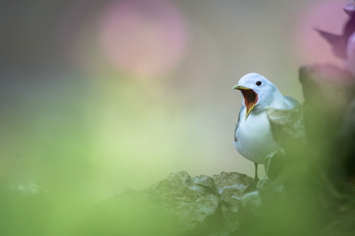 Black-legged Kittiwake - ML645286679