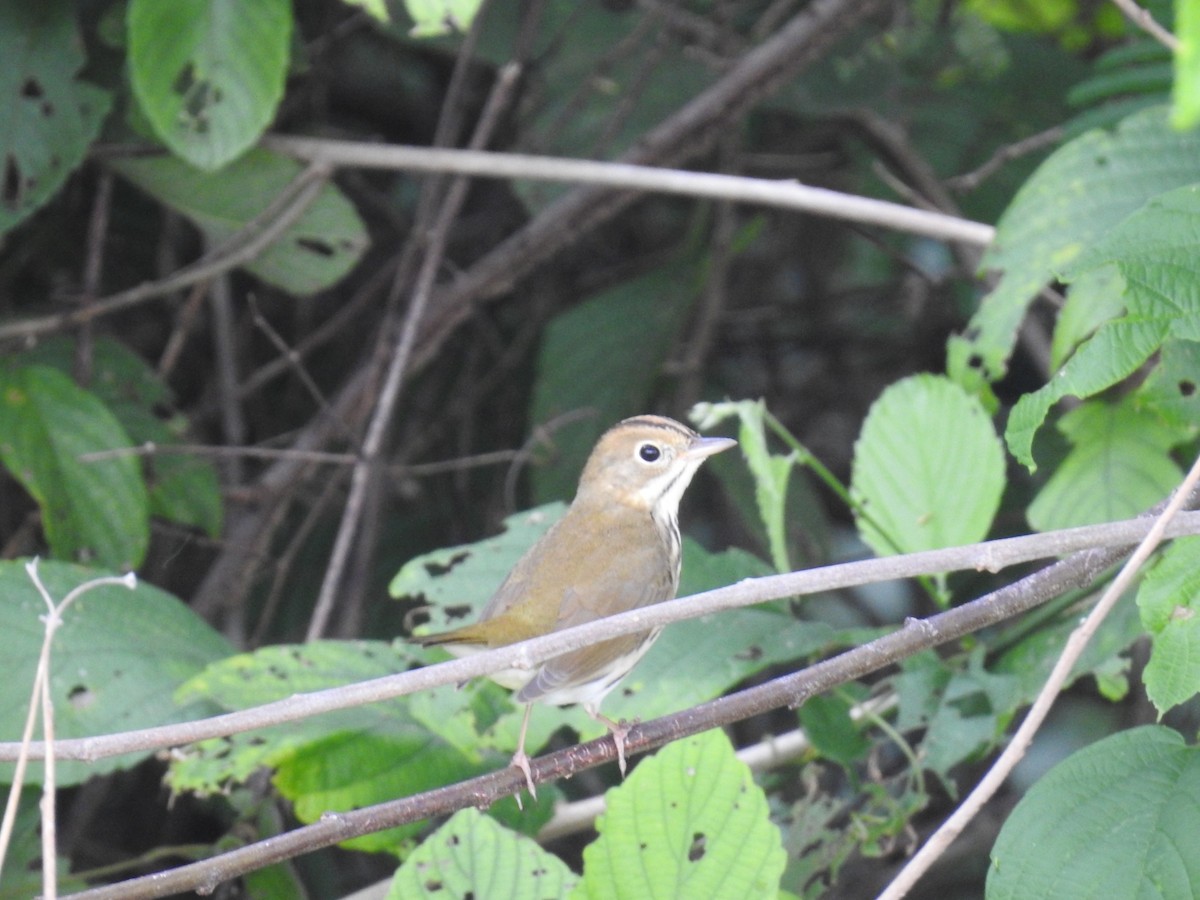 Ovenbird - ML645286681