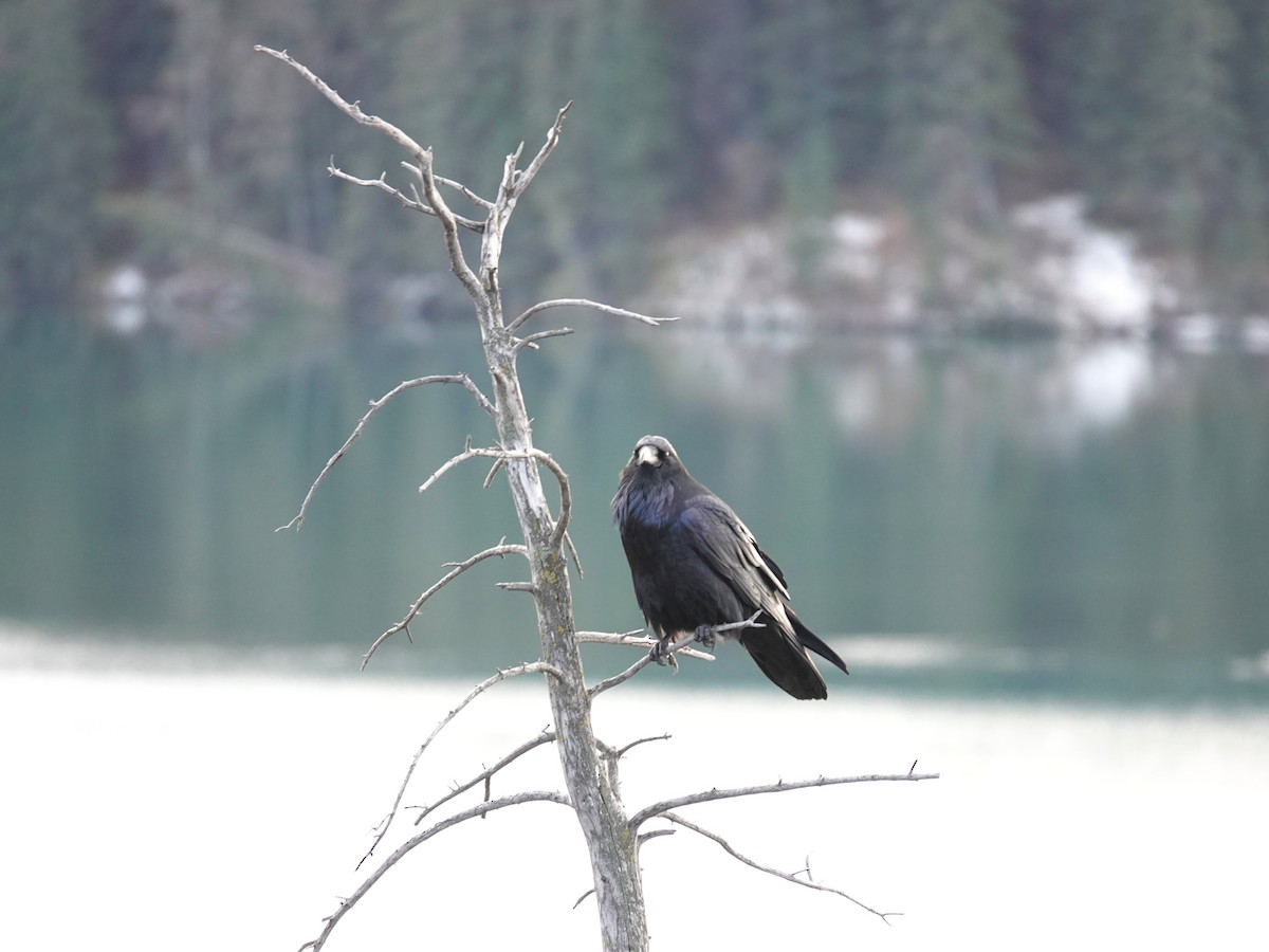 Common Raven - ML645286704