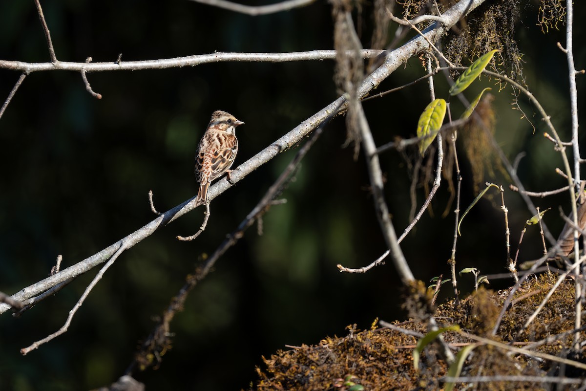 Rustic Bunting - ML645286709