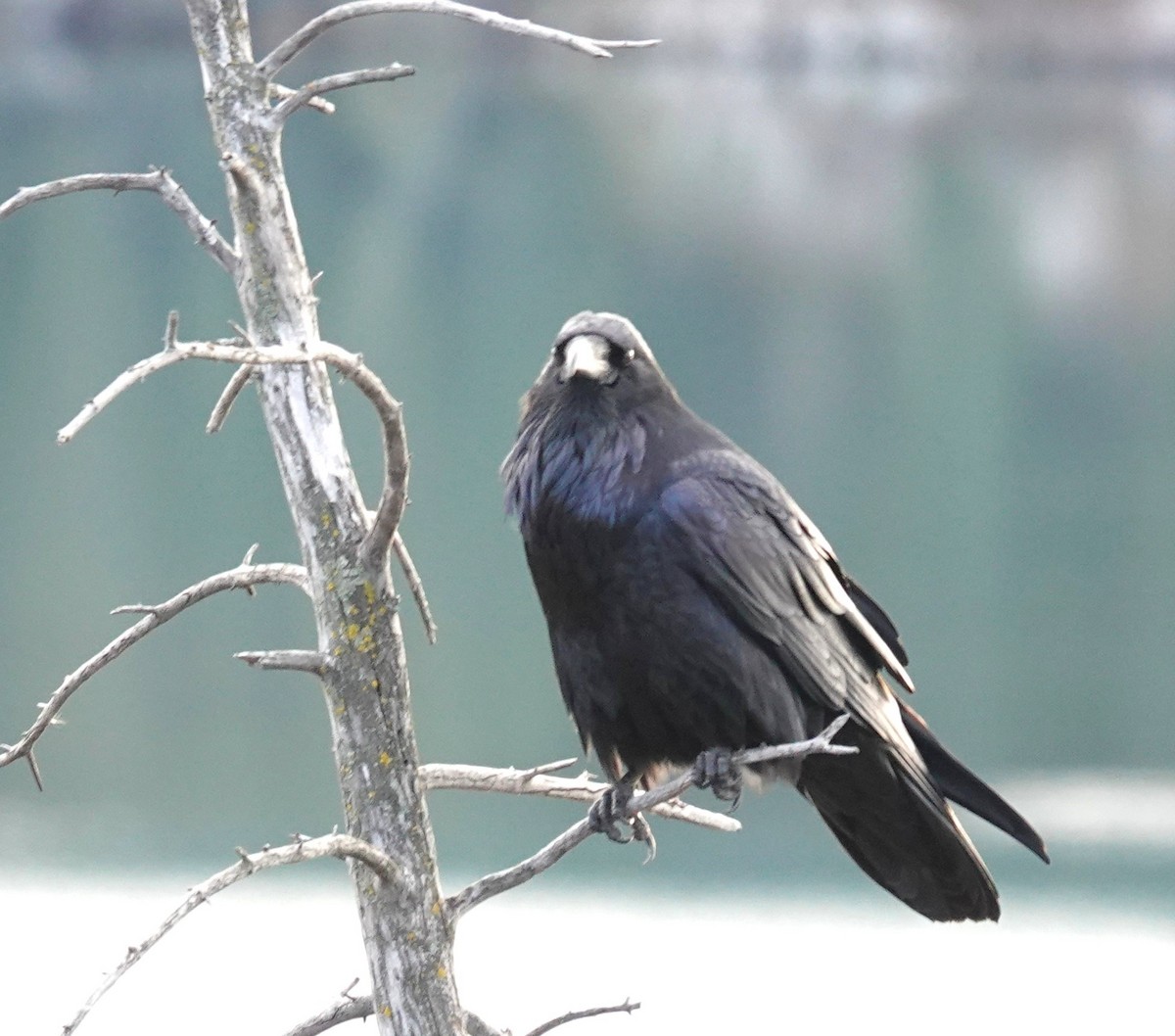 Common Raven - ML645286717