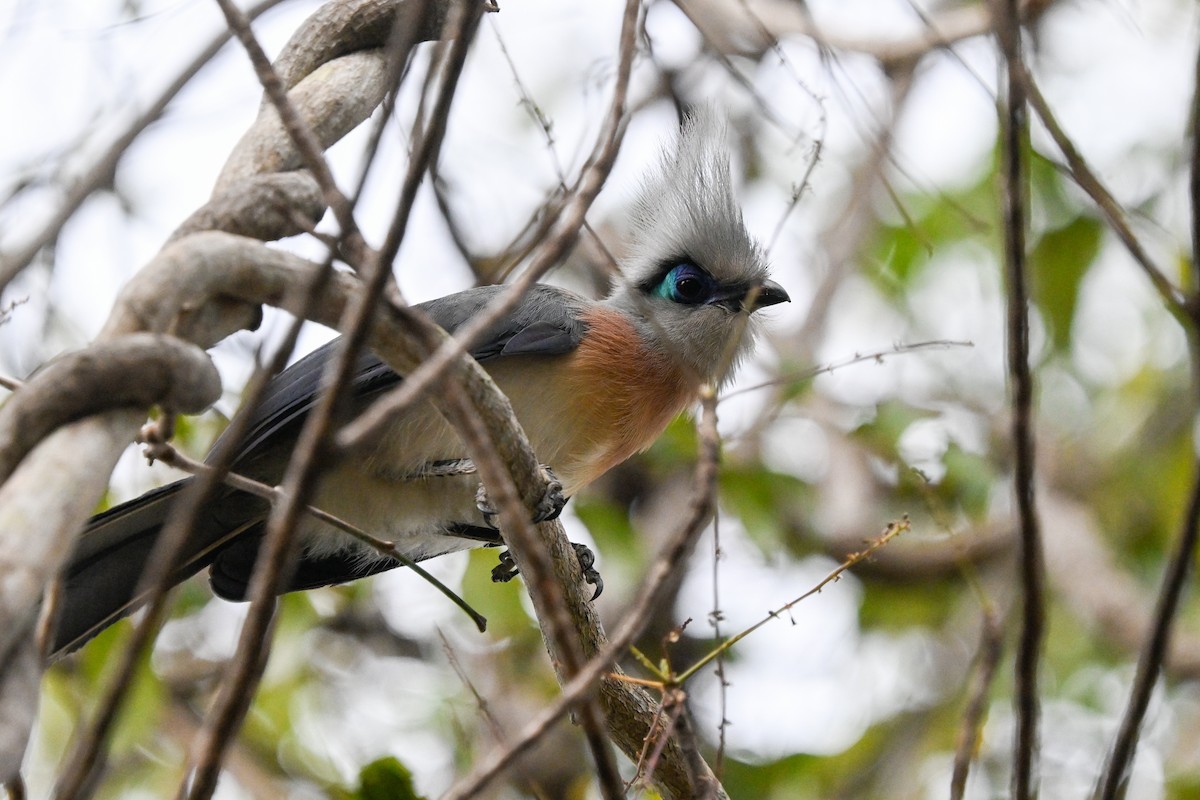 Coua huppé (cristata/dumonti) - ML645286721