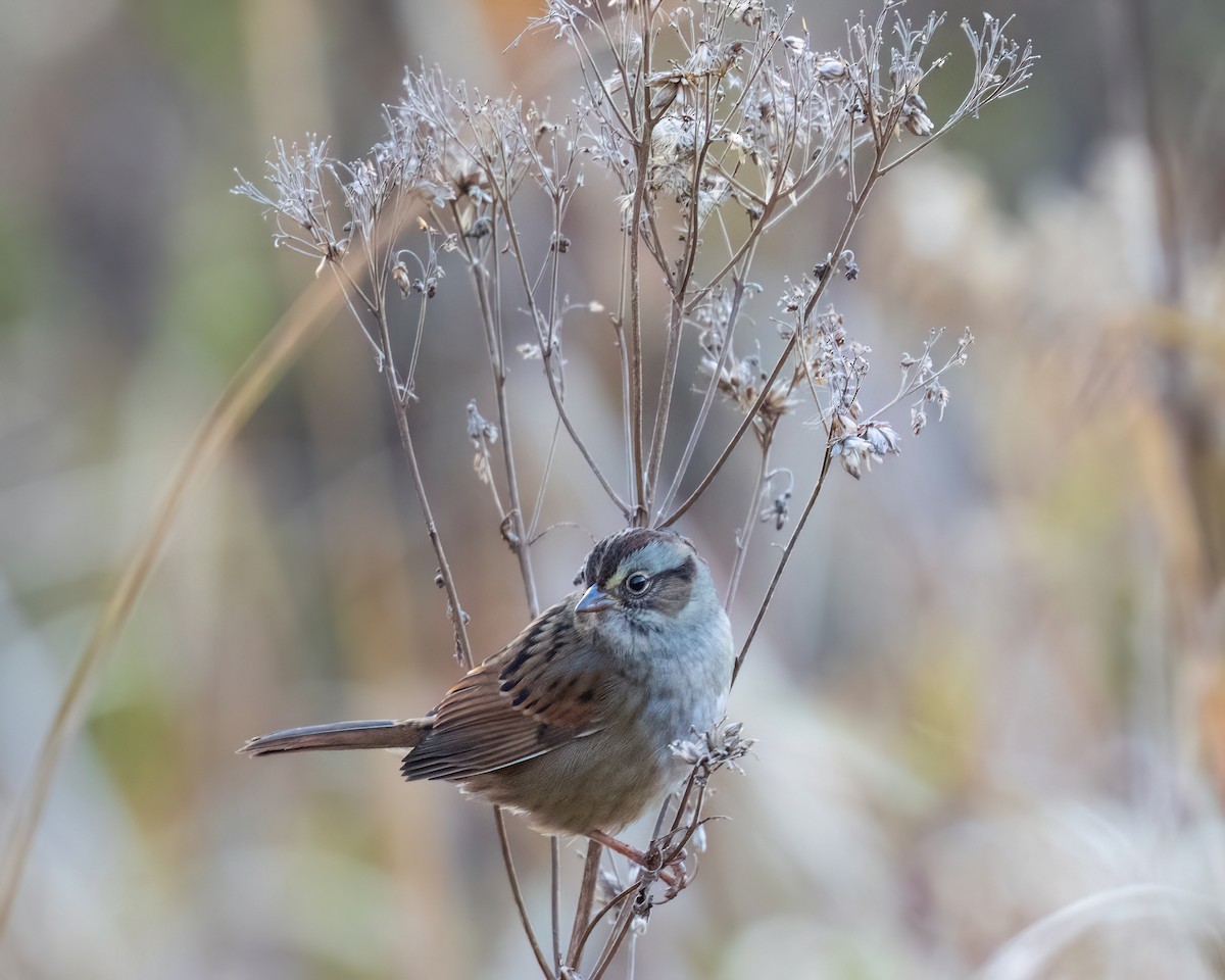 Swamp Sparrow - ML645286729