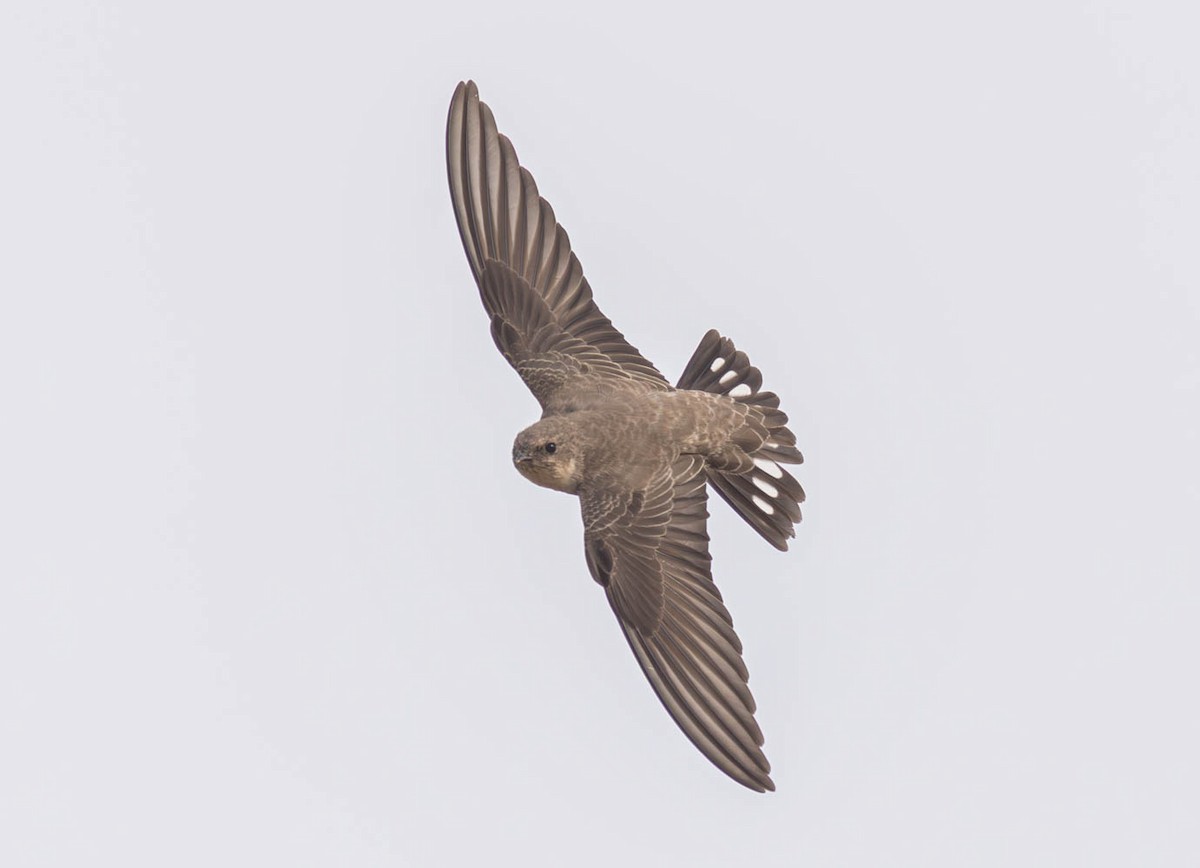 Eurasian Crag-Martin - ML645286732