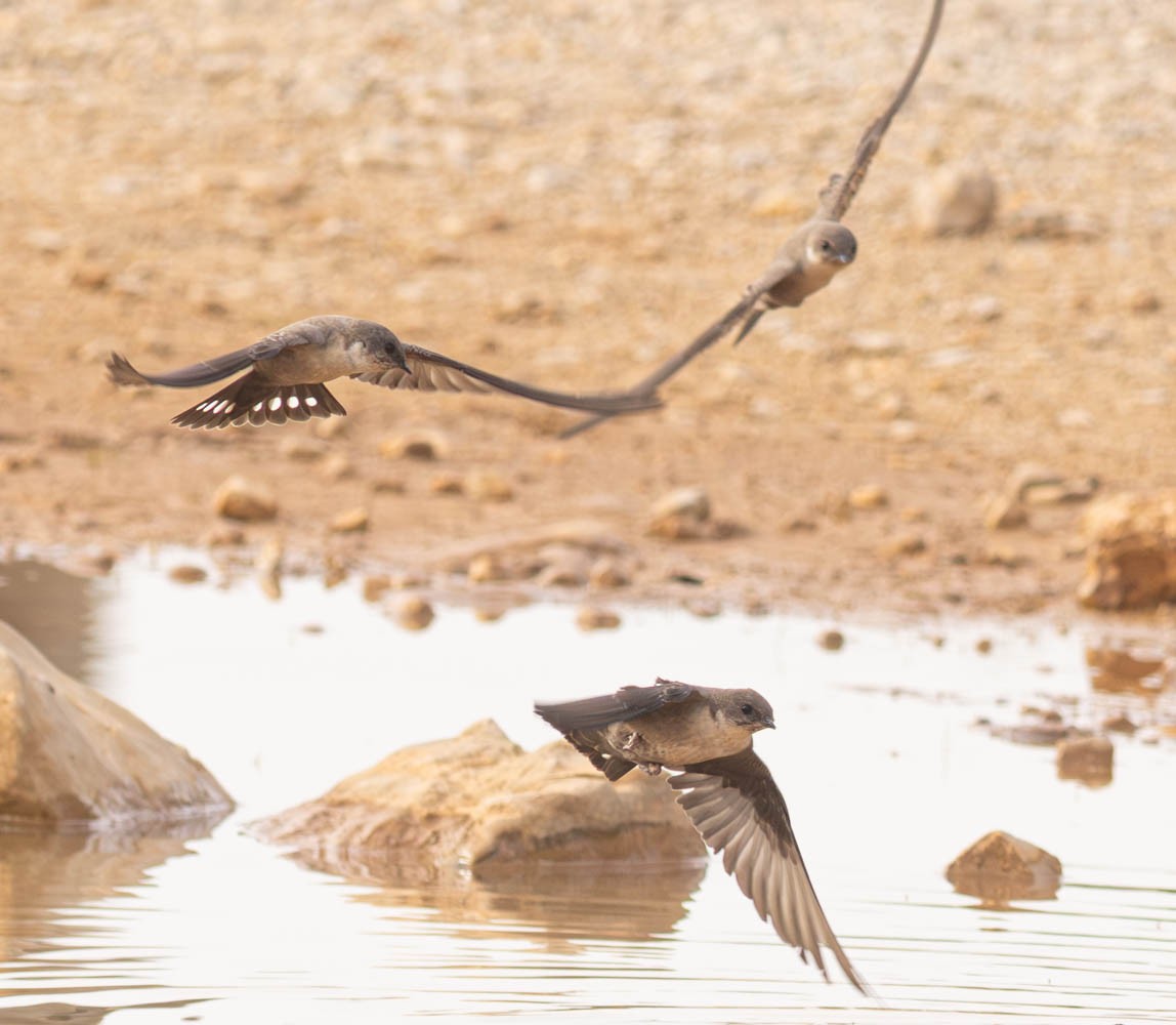 Eurasian Crag-Martin - ML645286733