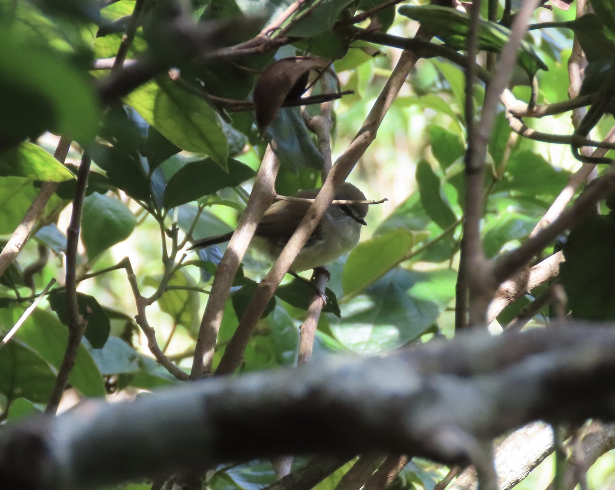 Brown Gerygone - ML645286734