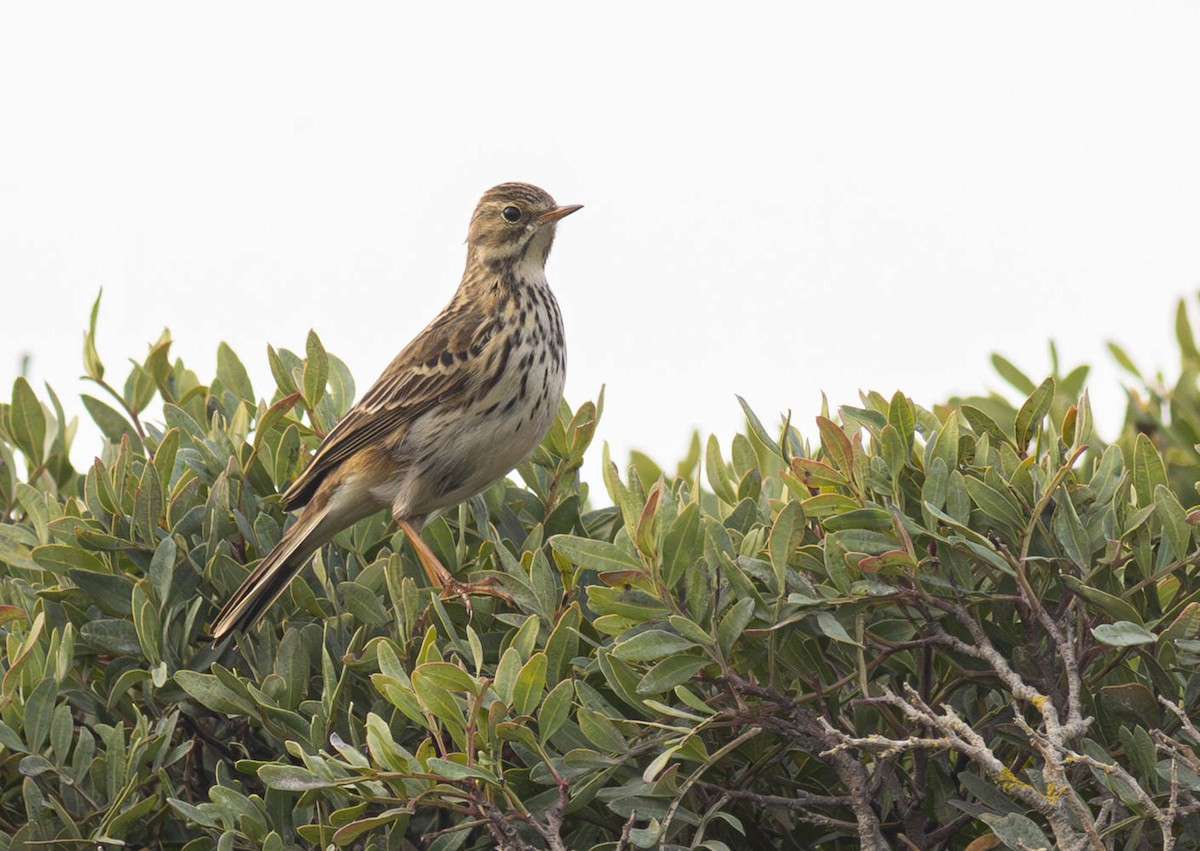 Meadow Pipit - ML645286739