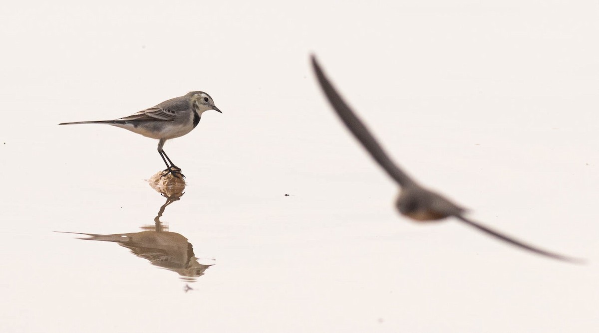 Lavandera Blanca - ML645286760