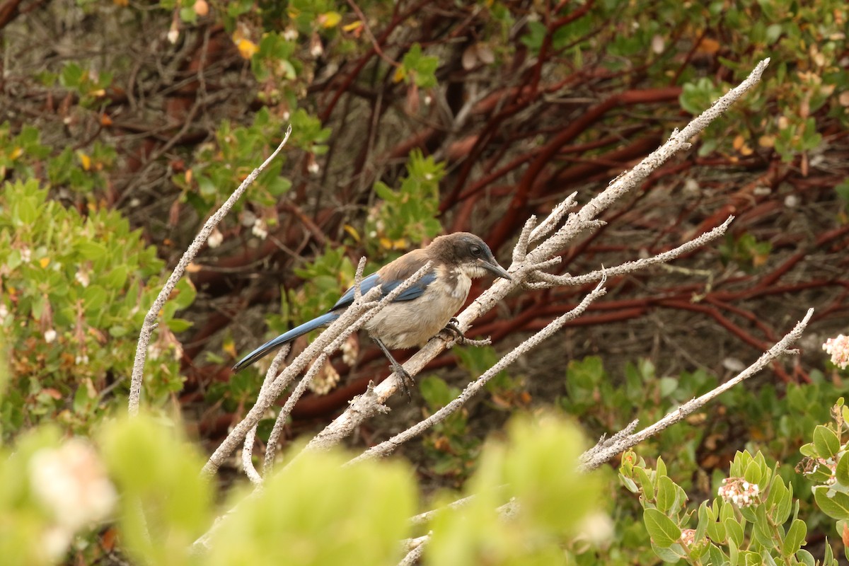 Adalı Çalı Kargası - ML645286772