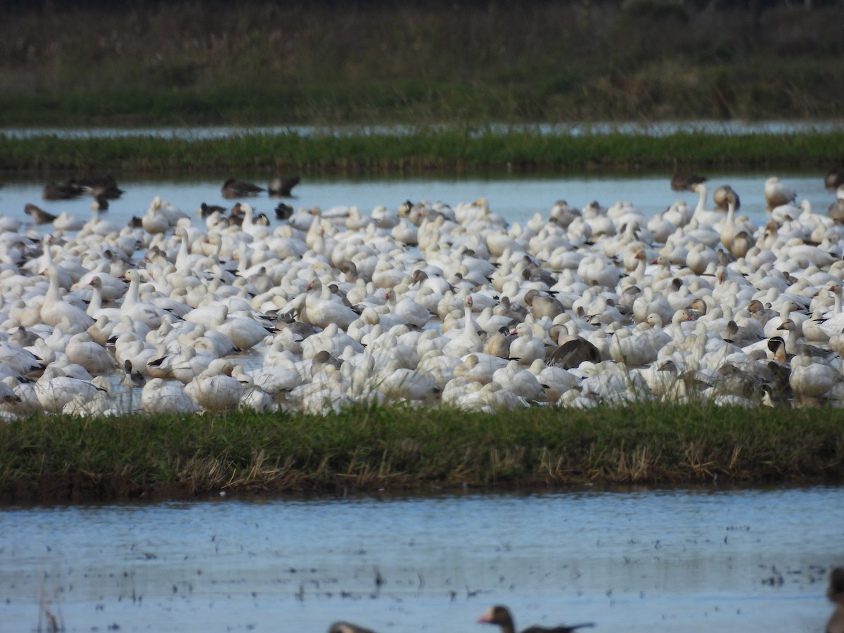 Snow Goose - ML645286773