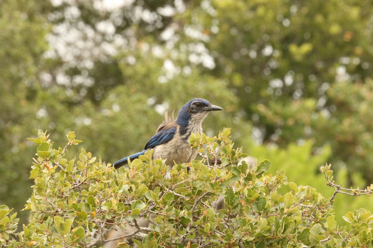 Adalı Çalı Kargası - ML645286789