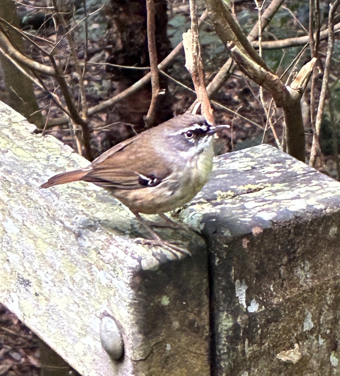 White-browed Scrubwren - ML645286791