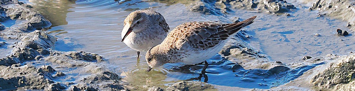 jespák tundrový - ML645286816