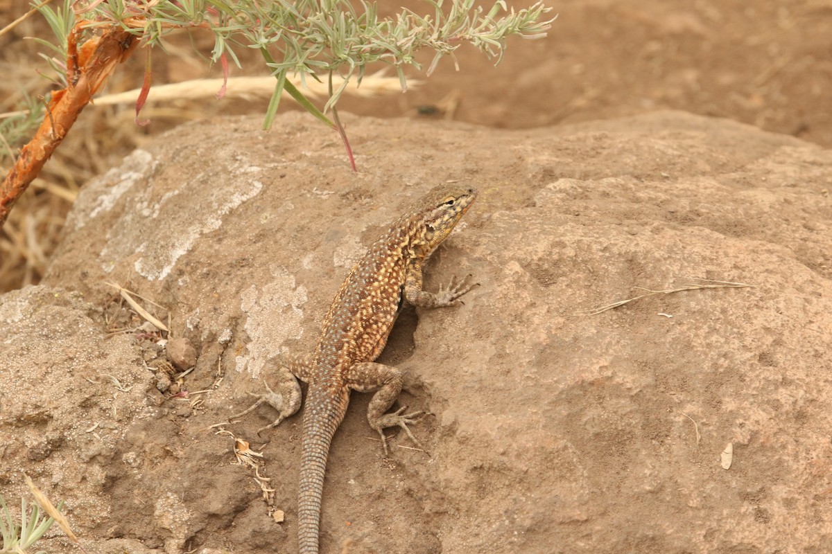Island Fence Lizard - ML645286818