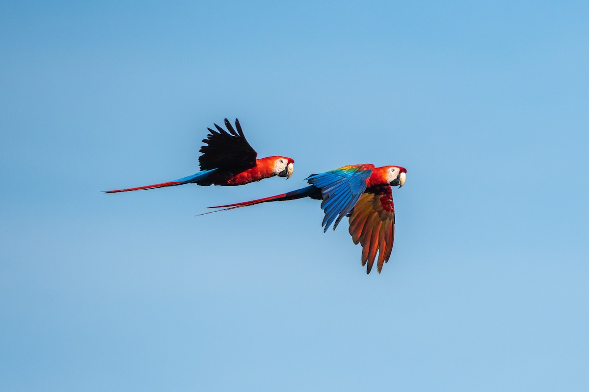 Scarlet Macaw - ML645286823