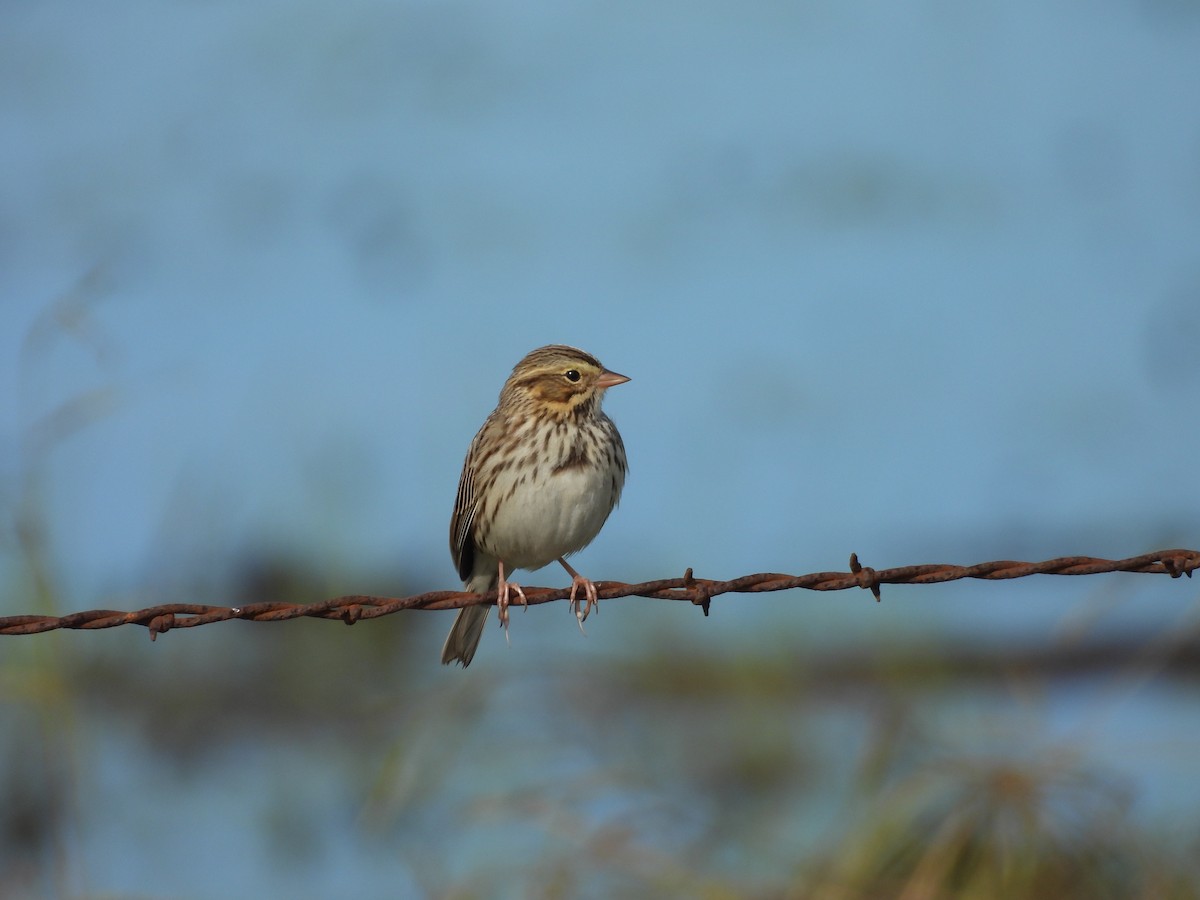 Savannah Sparrow - ML645286827