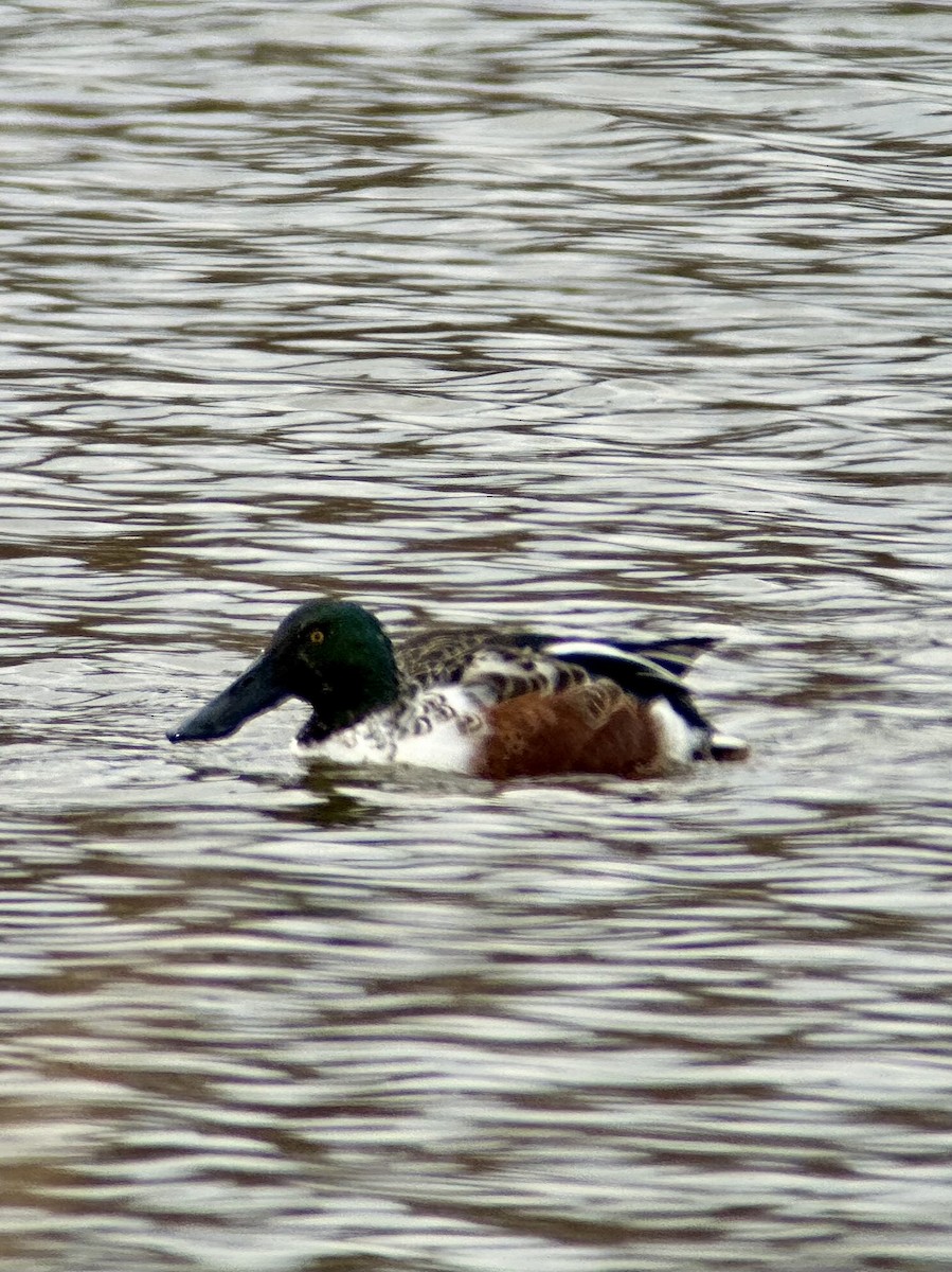 Northern Shoveler - ML645286840