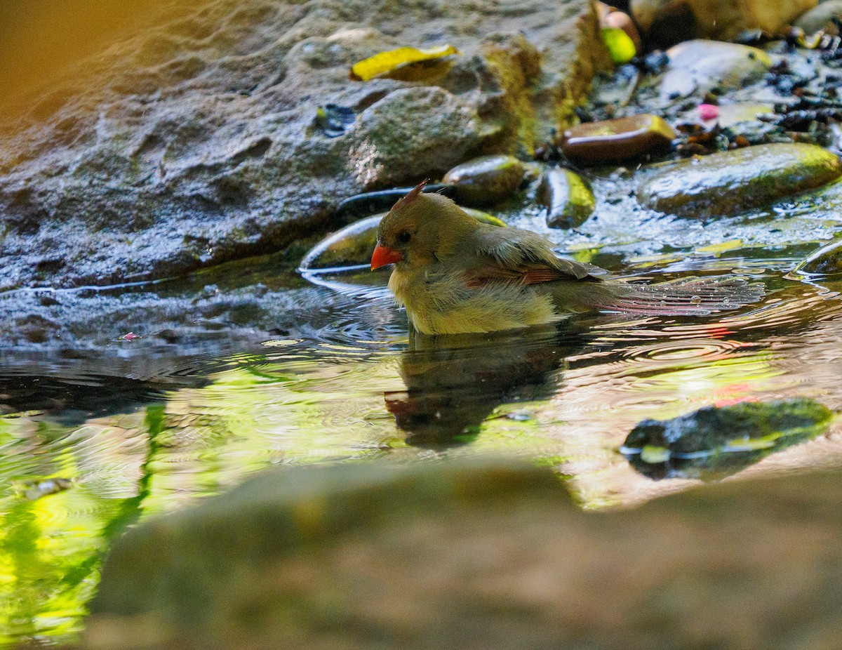 Northern Cardinal - ML645286845