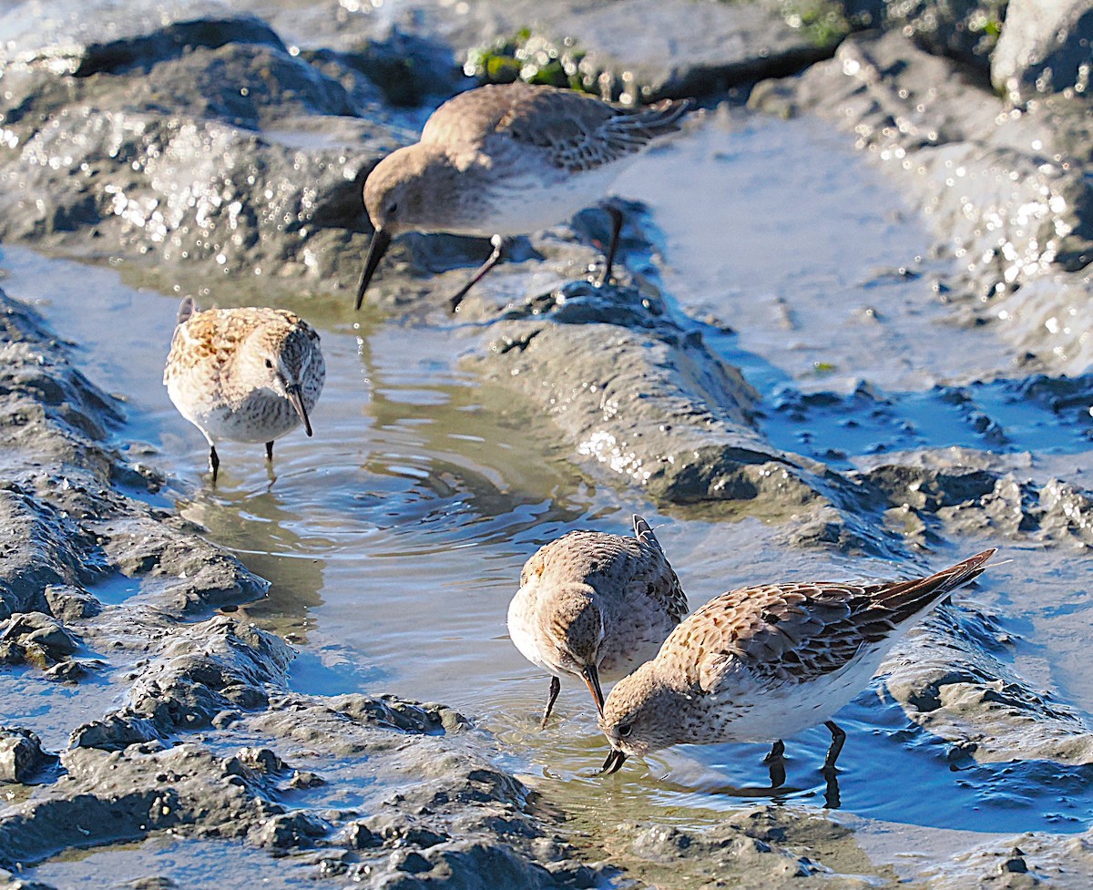 jespák tundrový - ML645286847