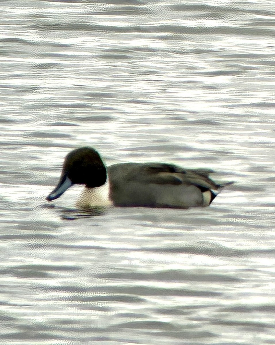 Northern Pintail - ML645286848