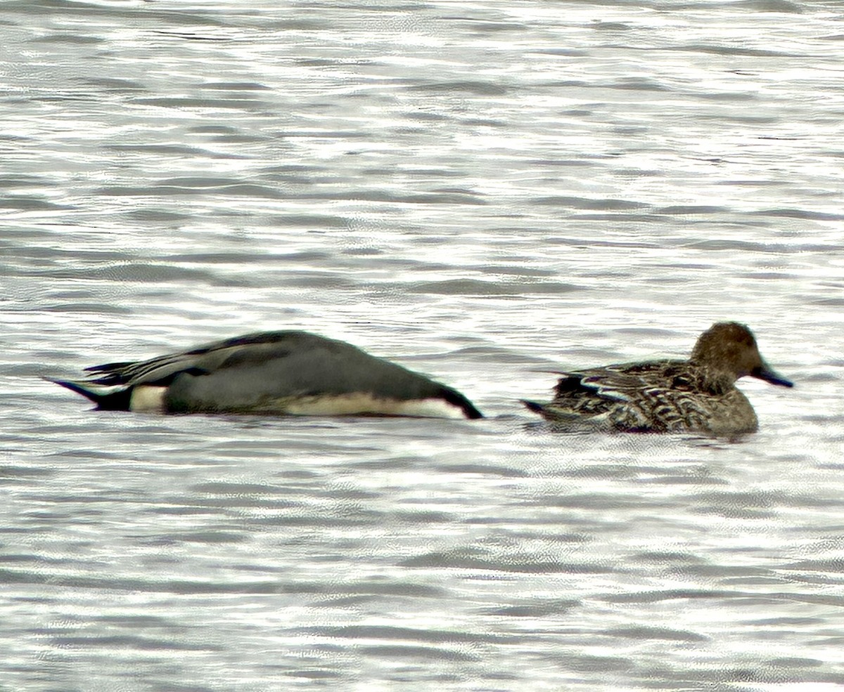 Northern Pintail - ML645286849