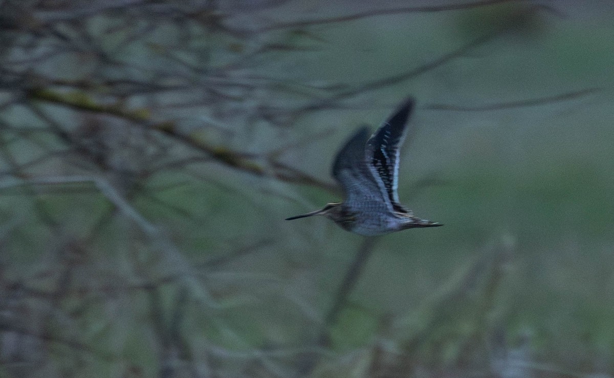 Common Snipe - ML645286850