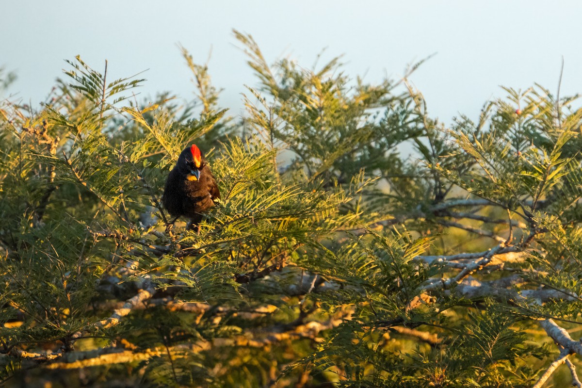 Flame-crested Tanager - ML645286861