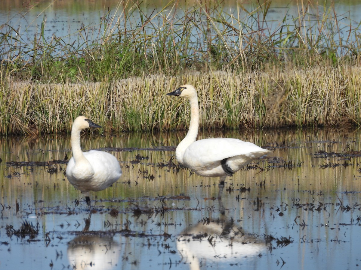 Tundra Swan - ML645286862