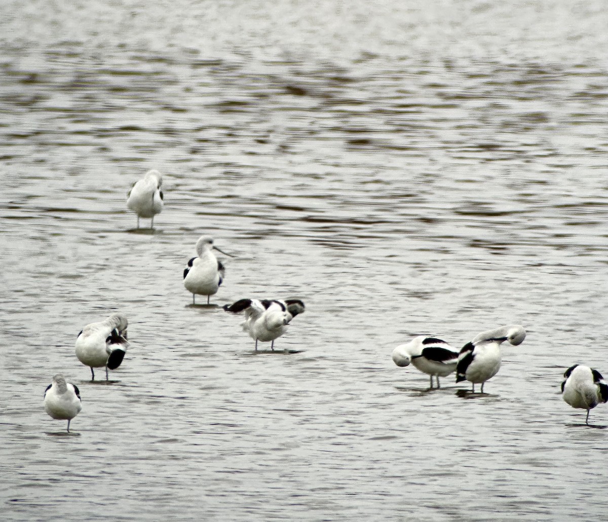 American Avocet - ML645286863