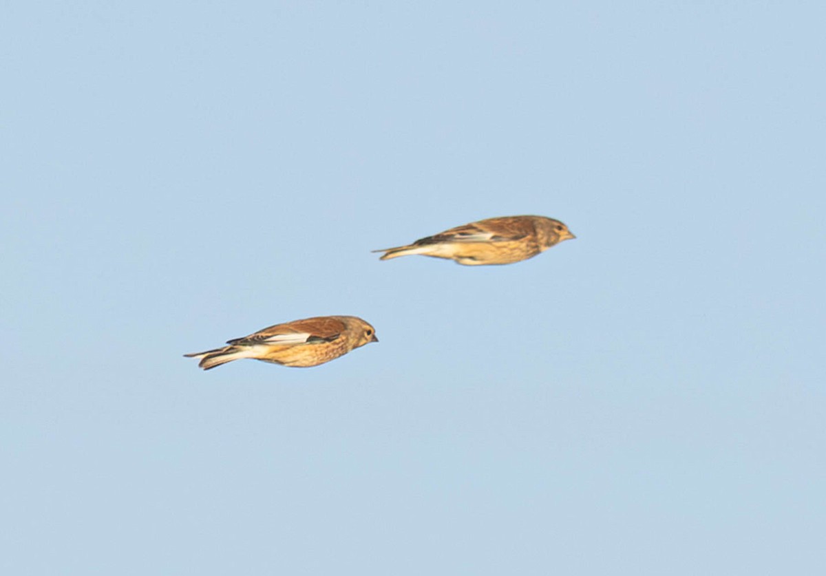 Eurasian Linnet - ML645286876