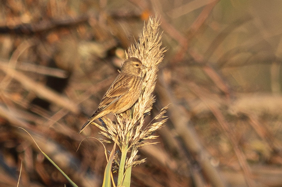 Eurasian Linnet - ML645286877