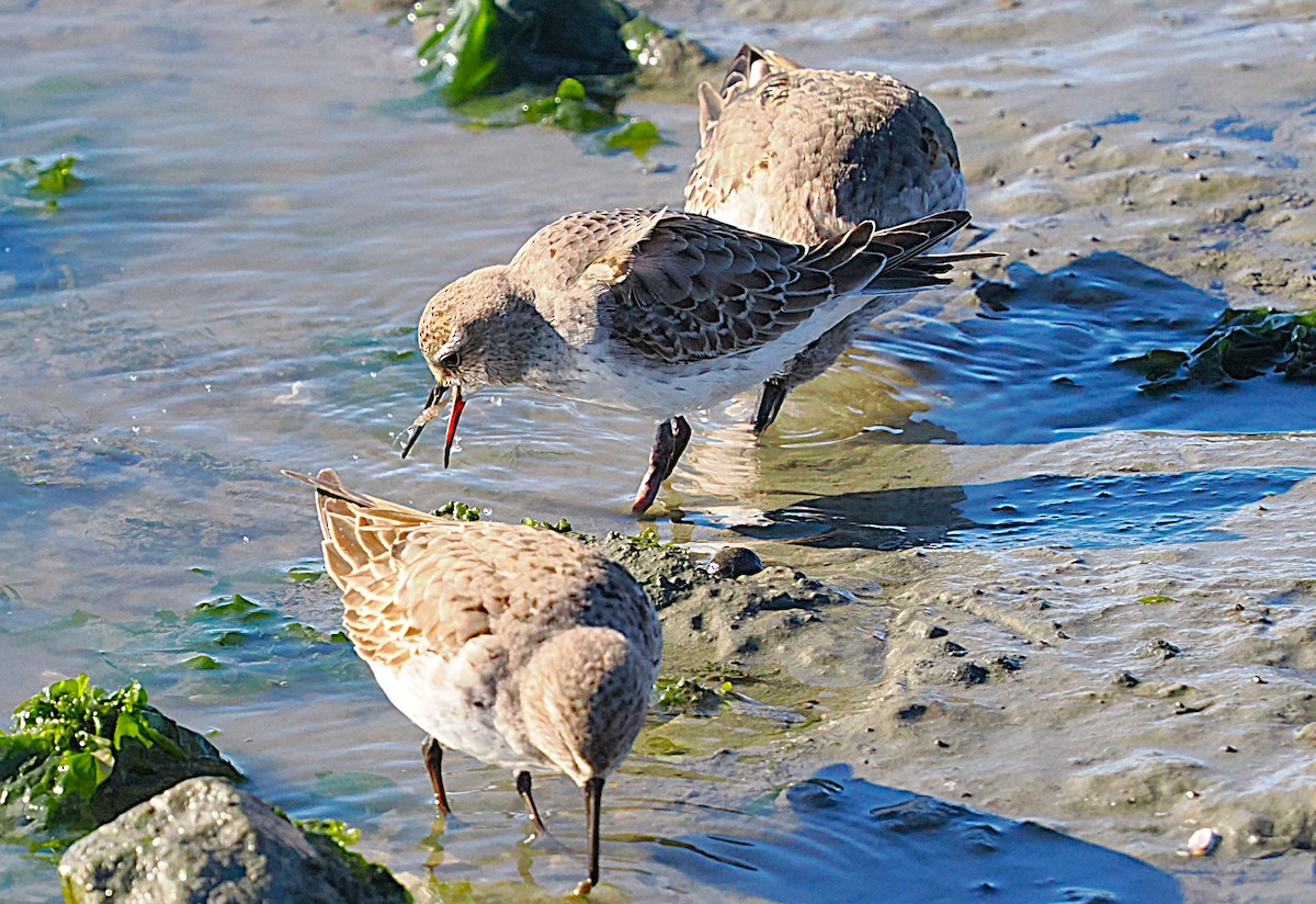 jespák tundrový - ML645286878