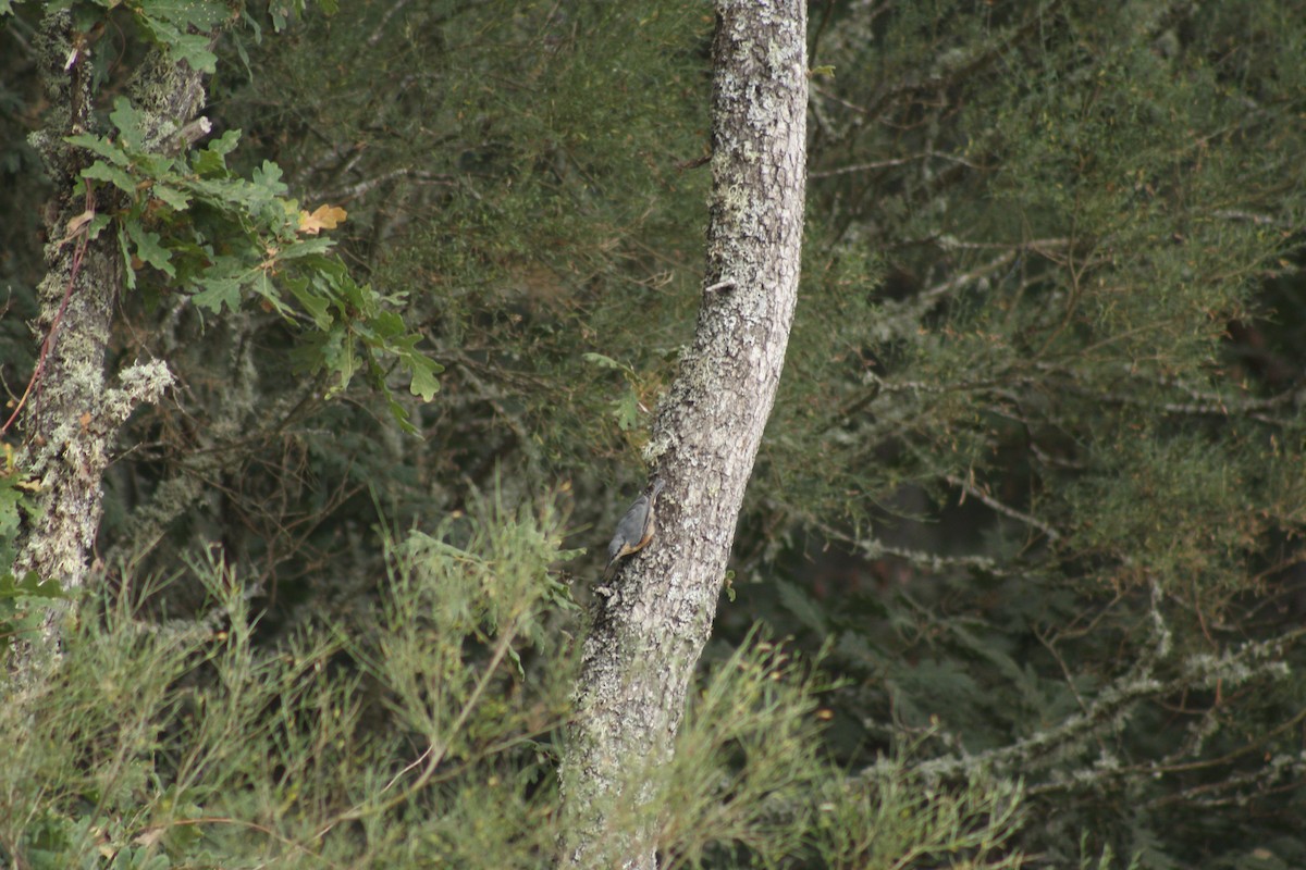 Garrapo eurasiarra - ML645286879