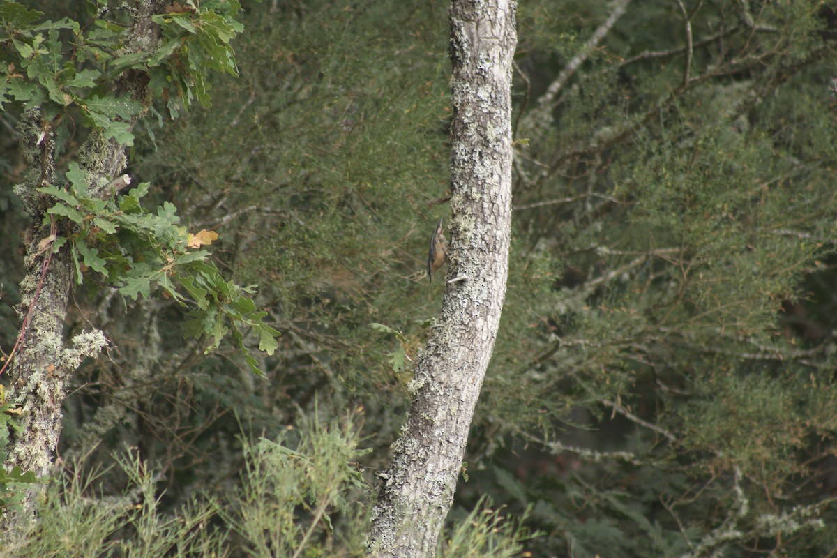 Garrapo eurasiarra - ML645286880