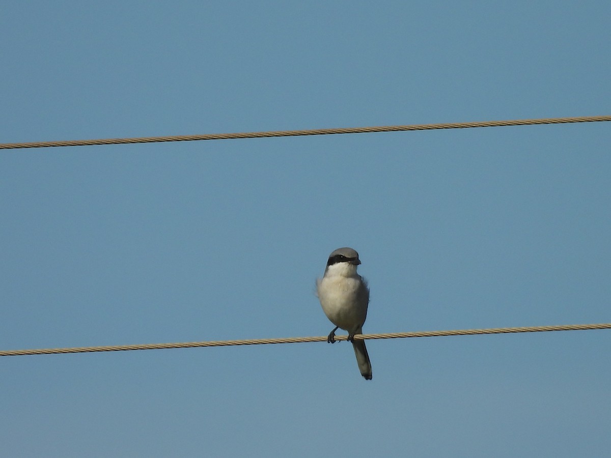 Loggerhead Shrike - ML645286888