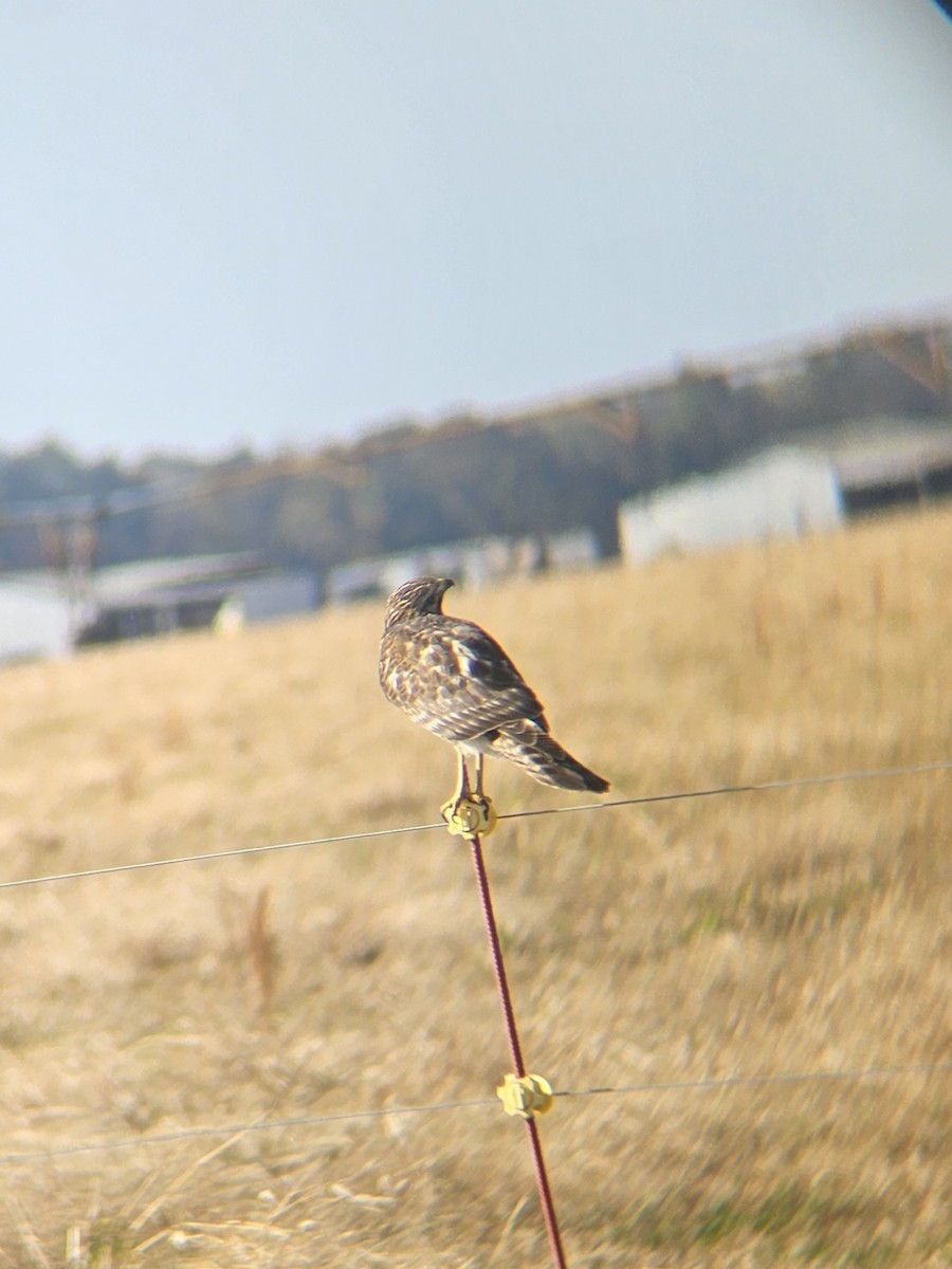 Red-shouldered Hawk - ML645286891
