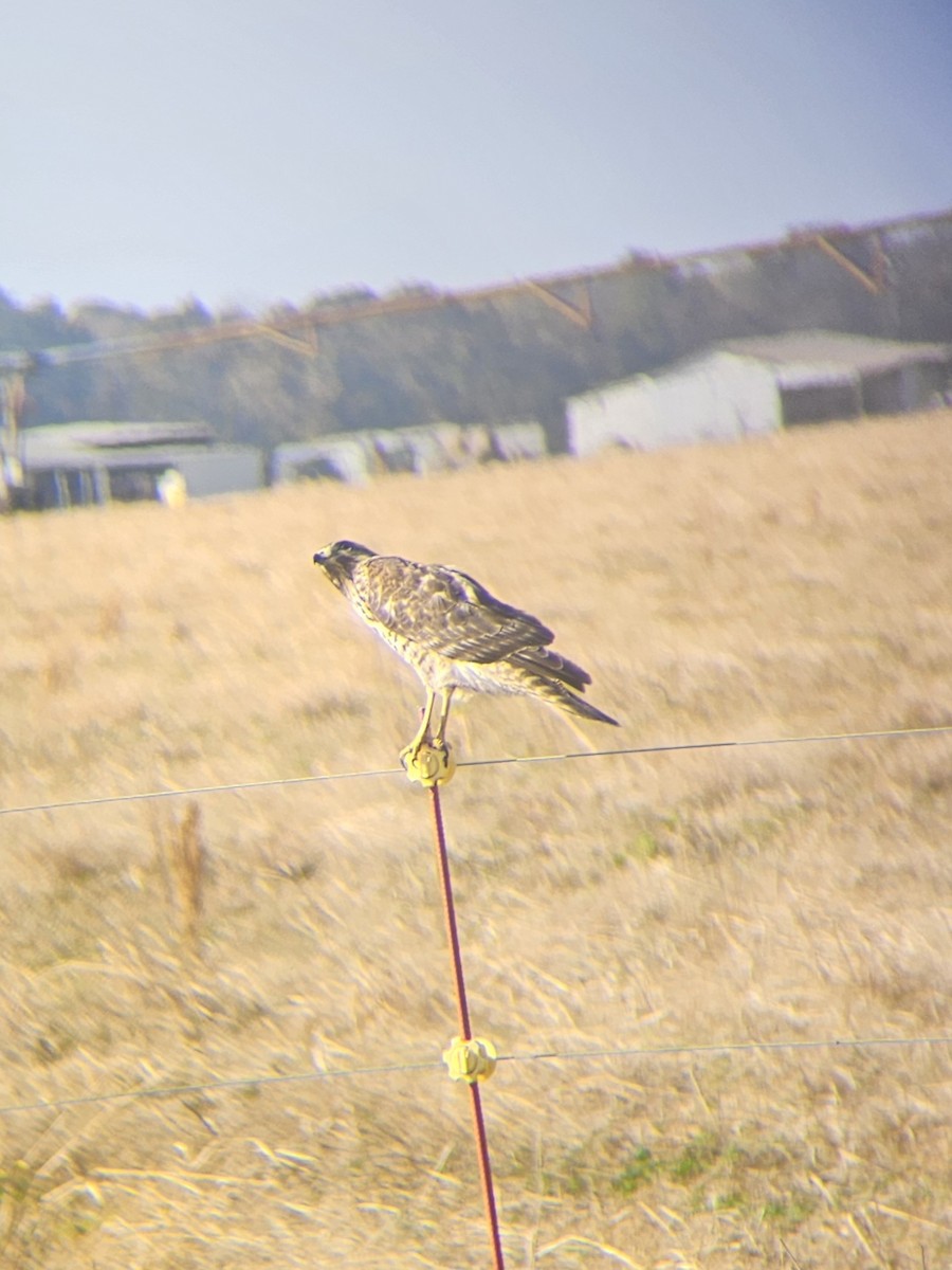 Red-shouldered Hawk - ML645286895
