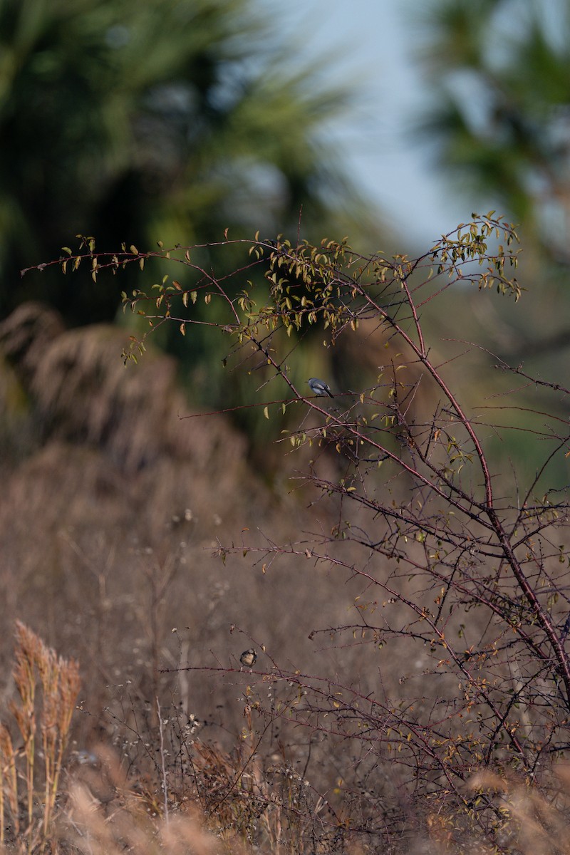 Комароловка сиза (підвид caerulea) - ML645286896
