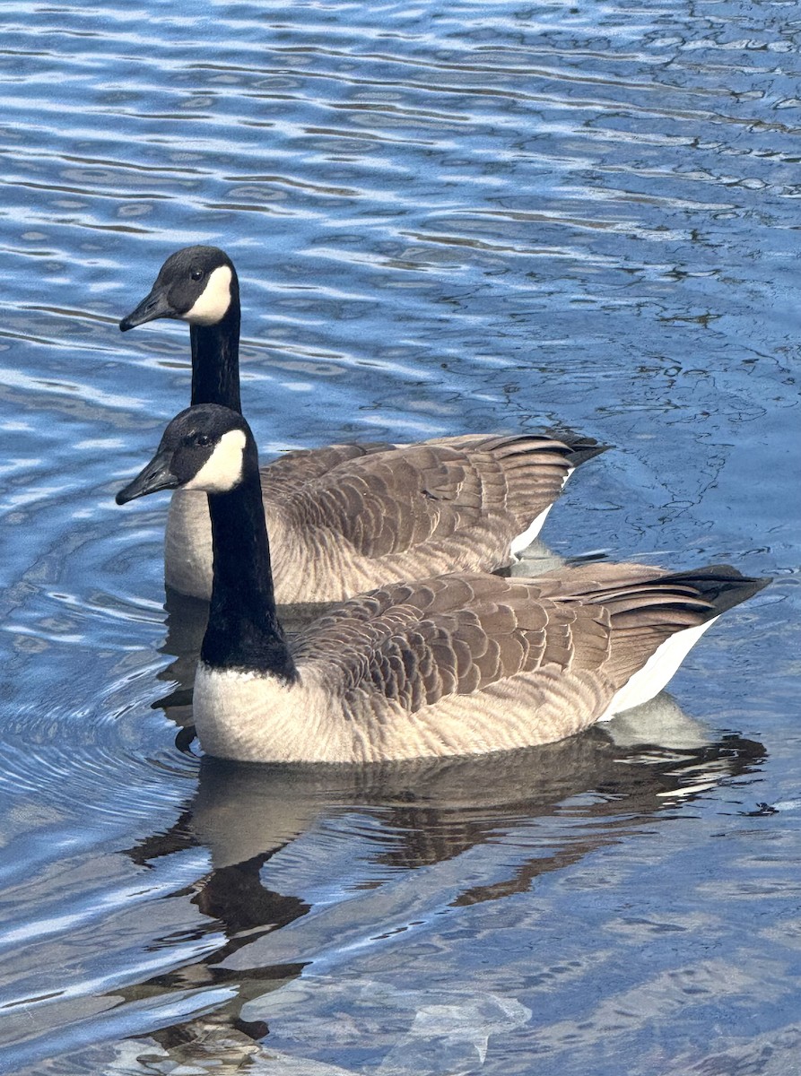 Казарка канадська - ML645286897