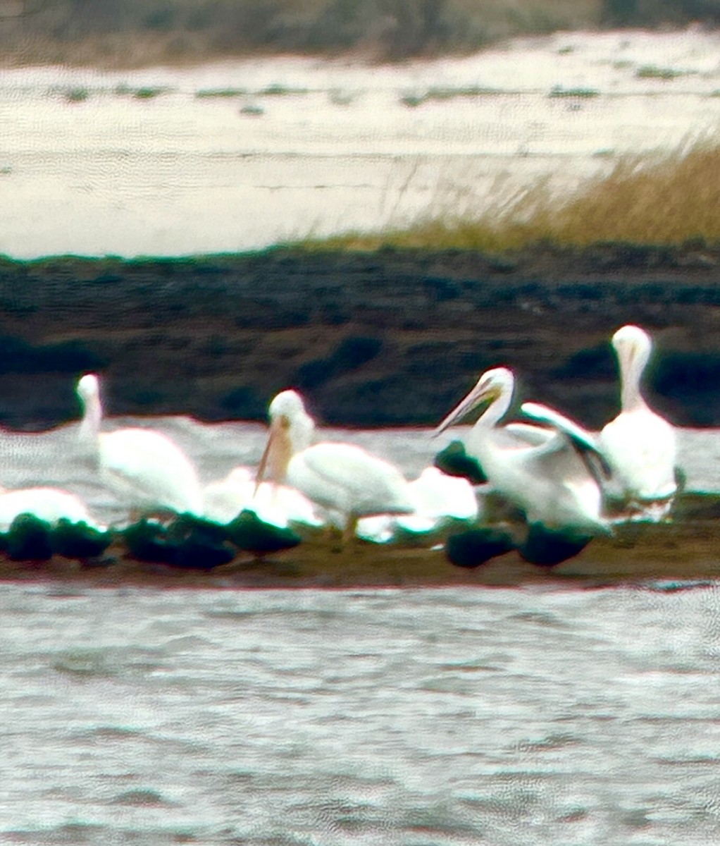 American White Pelican - ML645286904