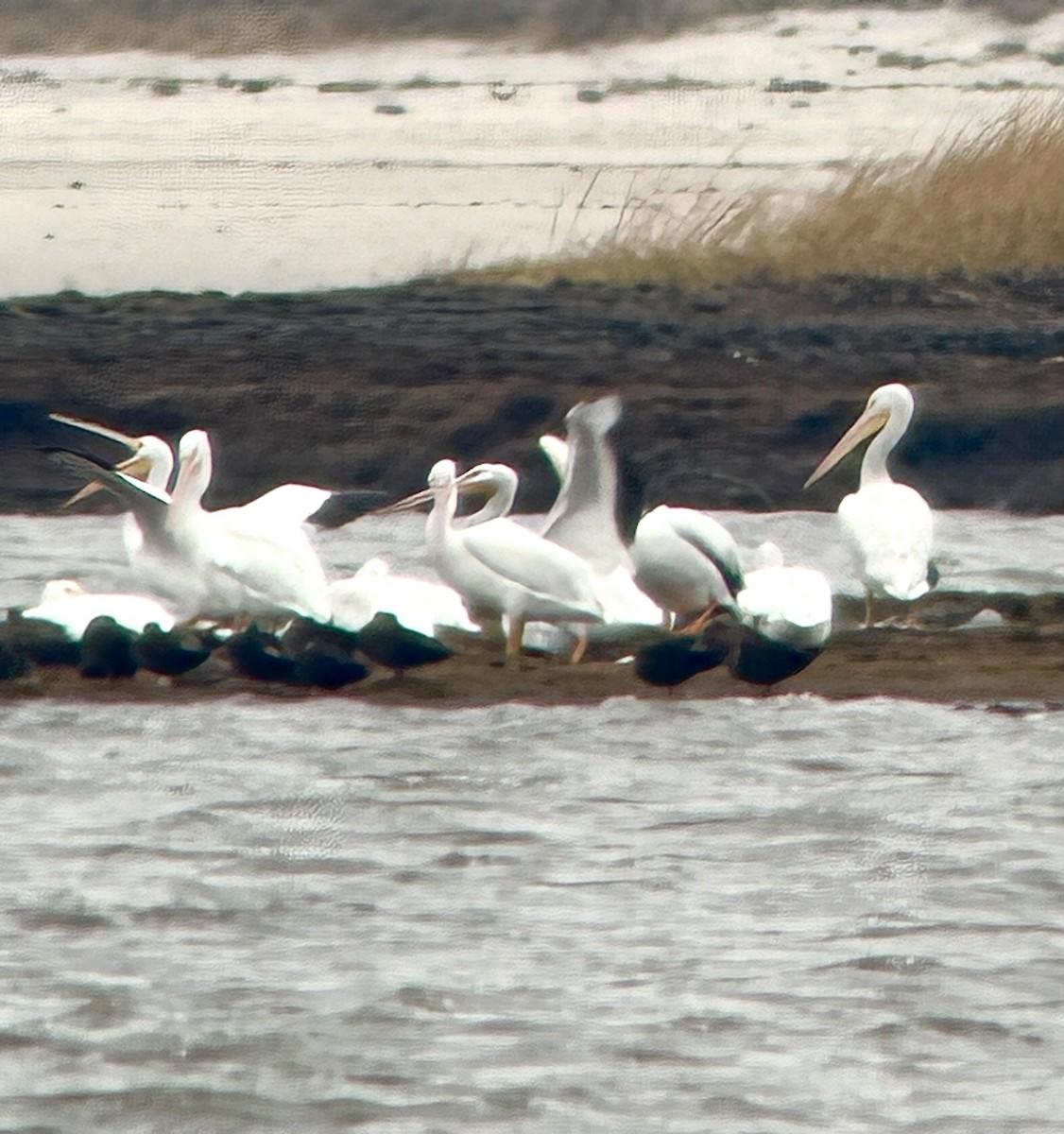 American White Pelican - ML645286905